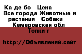 Ка де бо › Цена ­ 25 000 - Все города Животные и растения » Собаки   . Кемеровская обл.,Топки г.